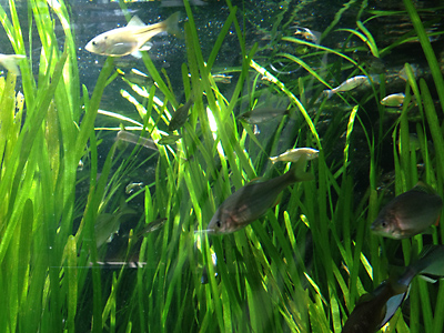 アクア・トト ぎふ