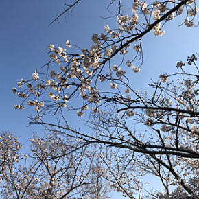 新しくヨガを始めませんか？