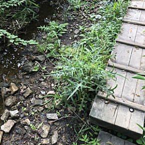 いのちのひろがり