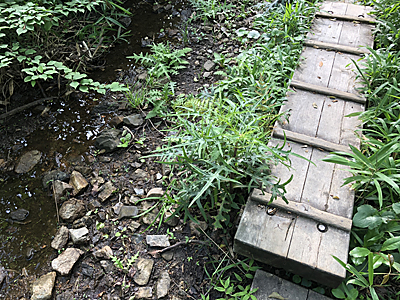 いのちのひろがり