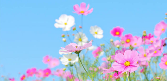 コスモス